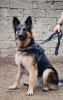 K 9 CERBERUS Duty Harness