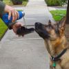 H2O4 K9 - Dog Water Bottle